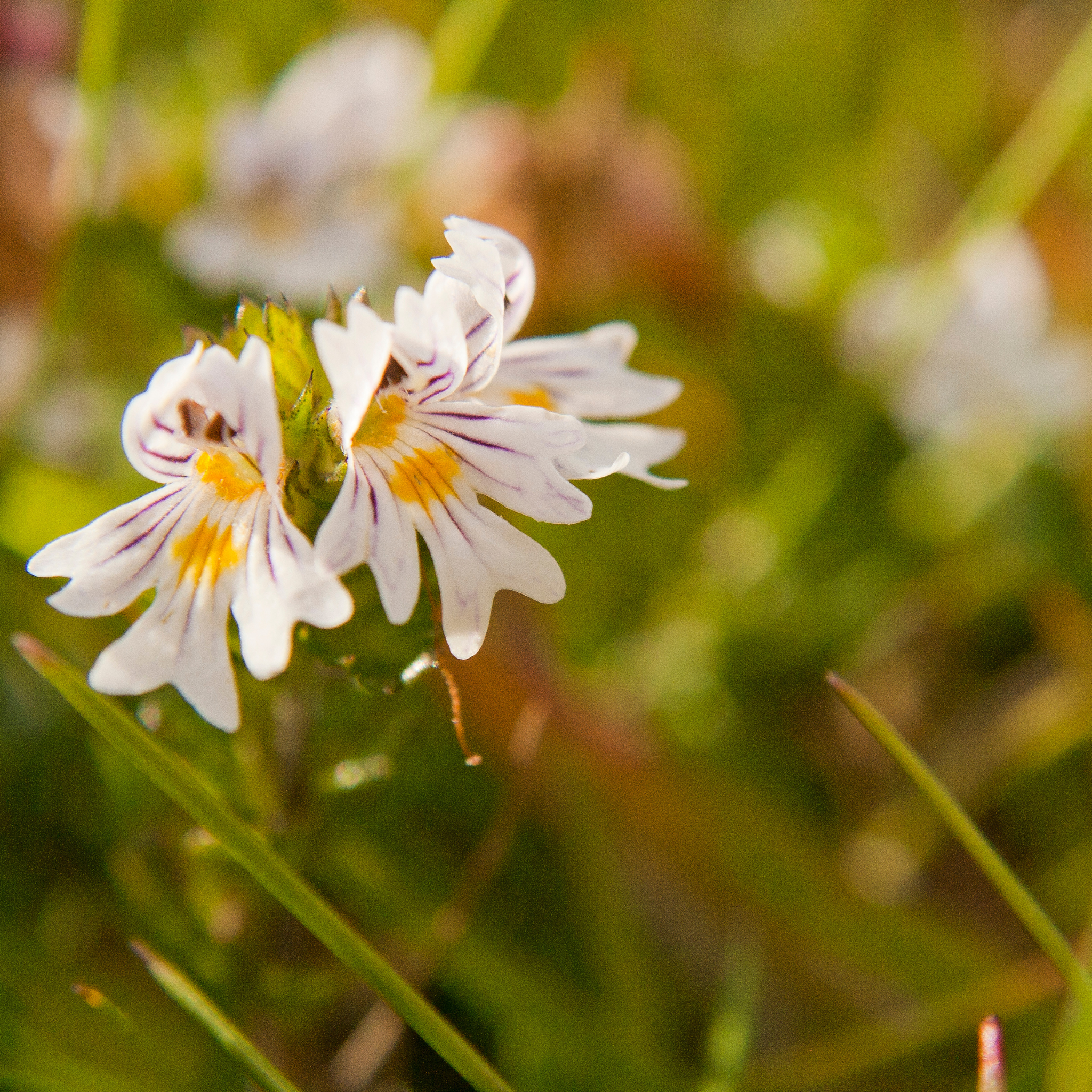 Get to Know the Star Ingredients in VG’s Eyebright Firming Essence