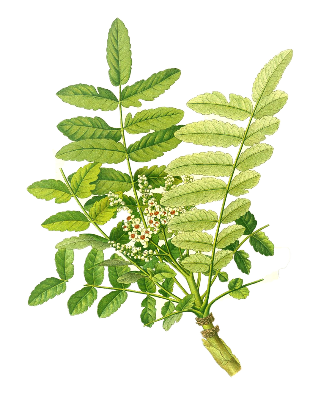 Frankincense: Why This Ancient Ingredient Still Matters Today