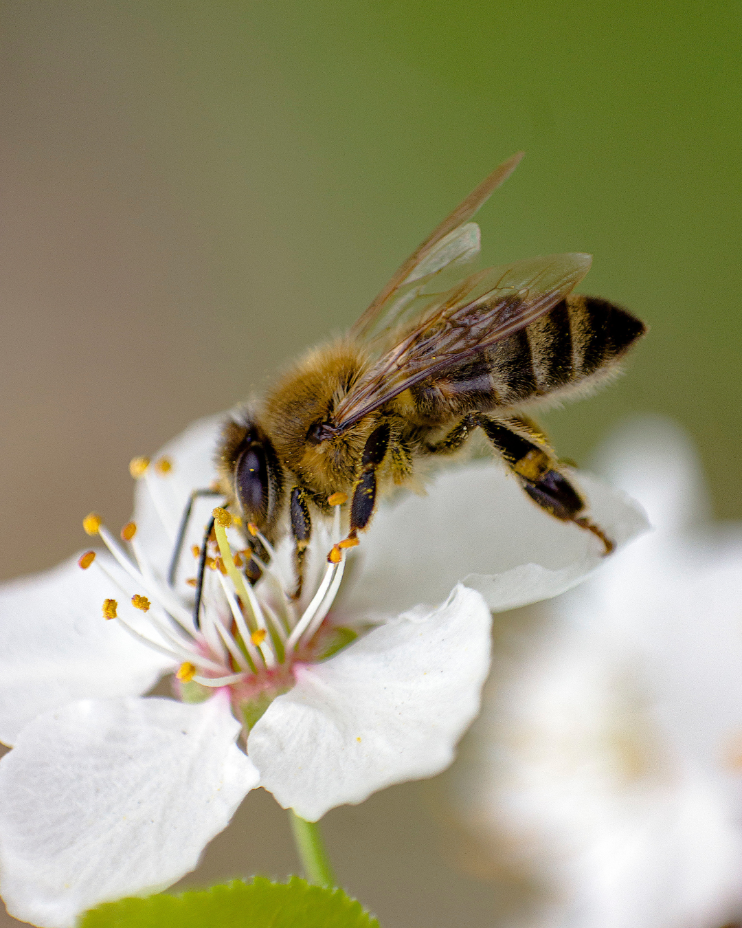 Propolis in the The Victorian Garden Organic Skincare Products