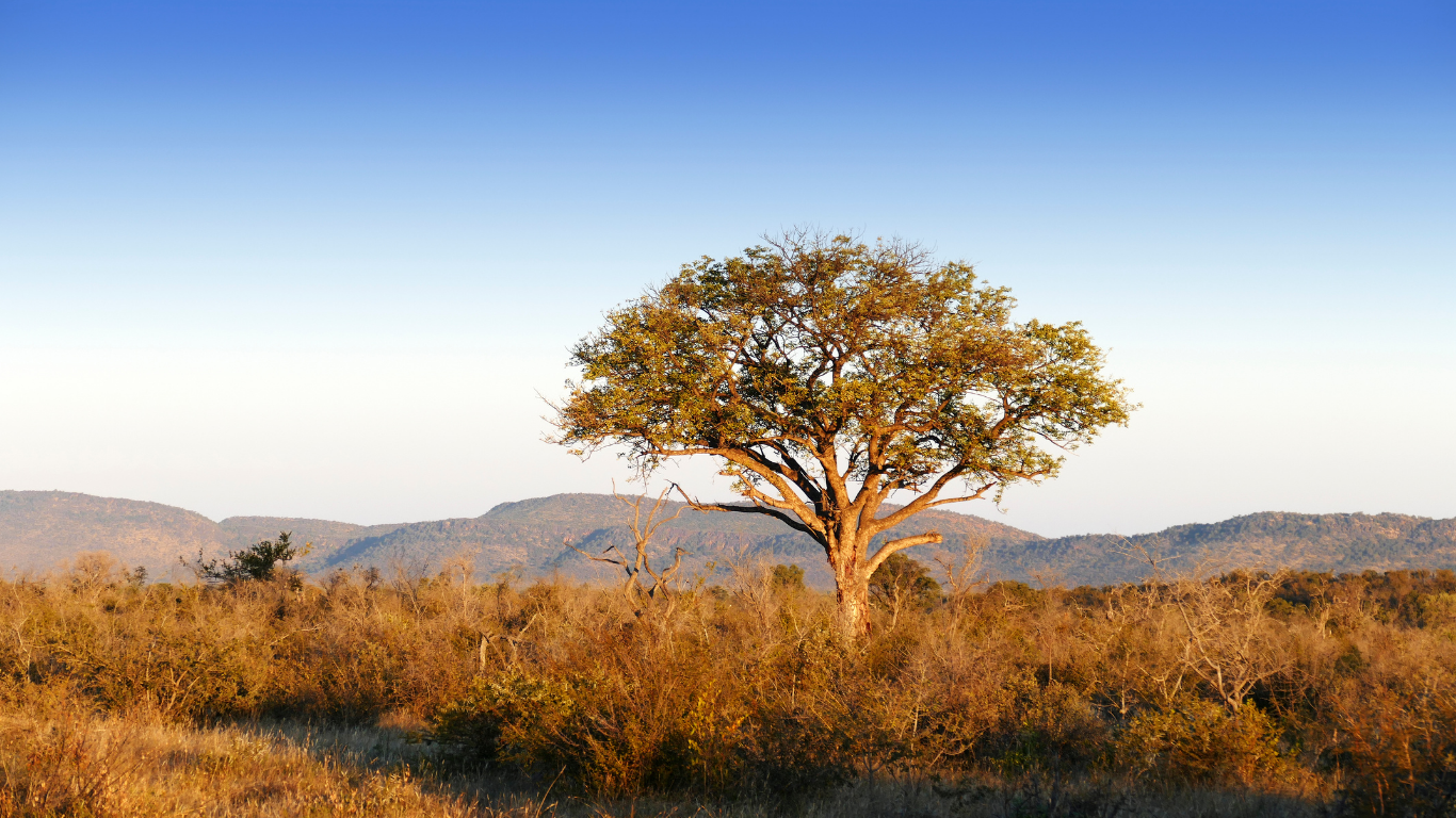 Proudly South African: The Botanical Treasures Growing in Our Own Backyard